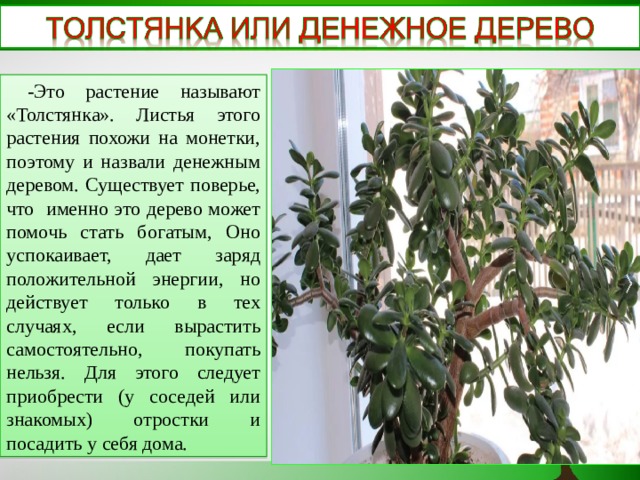  -Это растение называют «Толстянка». Листья этого растения похожи на монетки, поэтому и назвали денежным деревом. Существует поверье, что именно это дерево может помочь стать богатым, Оно успокаивает, дает заряд положительной энергии, но действует только в тех случаях, если вырастить самостоятельно, покупать нельзя. Для этого следует приобрести (у соседей или знакомых) отростки и посадить у себя дома.   