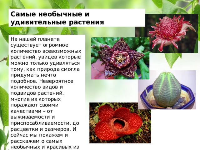 Самые необычные и удивительные растения На нашей планете существует огромное количество всевозможных растений, увидев которые можно только удивляться тому, как природа смогла придумать нечто подобное. Невероятное количество видов и подвидов растений, многие из которых поражают своими качествами – от выживаемости и приспосабливаемости, до расцветки и размеров. И сейчас мы покажем и расскажем о самых необычных и красивых из них. 