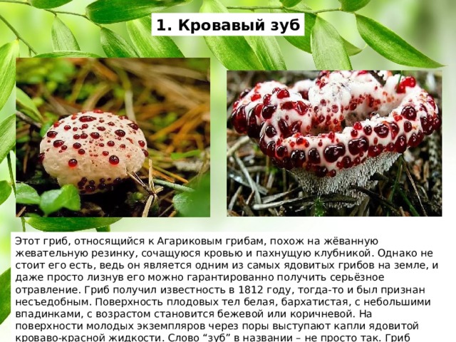 1. Кровавый зуб Этот гриб, относящийся к Агариковым грибам, похож на жёванную жевательную резинку, сочащуюся кровью и пахнущую клубникой. Однако не стоит его есть, ведь он является одним из самых ядовитых грибов на земле, и даже просто лизнув его можно гарантированно получить серьёзное отравление. Гриб получил известность в 1812 году, тогда-то и был признан несъедобным. Поверхность плодовых тел белая, бархатистая, с небольшими впадинками, с возрастом становится бежевой или коричневой. На поверхности молодых экземпляров через поры выступают капли ядовитой кроваво-красной жидкости. Слово “зуб” в названии – не просто так. Гриб имеет острые образования по краям, появляющиеся с возрастом. 