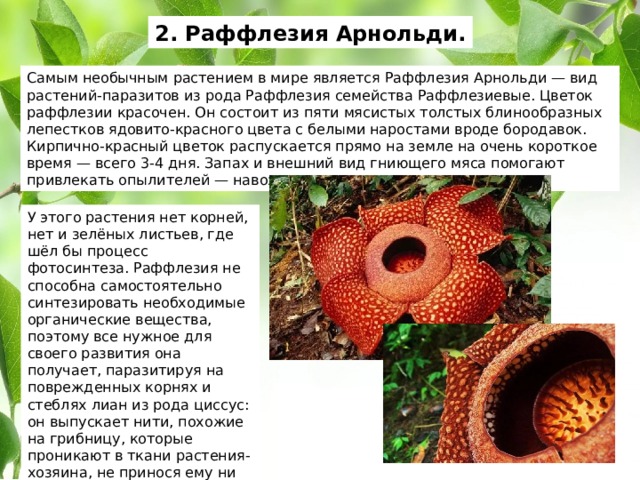 2. Раффлезия Арнольди. Самым необычным растением в мире является Раффлезия Арнольди — вид растений-паразитов из рода Раффлезия семейства Раффлезиевые. Цветок раффлезии красочен. Он состоит из пяти мясистых толстых блинообразных лепестков ядовито-красного цвета с белыми наростами вроде бородавок. Кирпично-красный цветок распускается прямо на земле на очень короткое время — всего 3-4 дня. Запах и внешний вид гниющего мяса помогают привлекать опылителей — навозных мух. У этого растения нет корней, нет и зелёных листьев, где шёл бы процесс фотосинтеза. Раффлезия не способна самостоятельно синтезировать необходимые органические вещества, поэтому все нужное для своего развития она получает, паразитируя на поврежденных корнях и стеблях лиан из рода циссус: он выпускает нити, похожие на грибницу, которые проникают в ткани растения-хозяина, не принося ему ни малейшего вреда. 