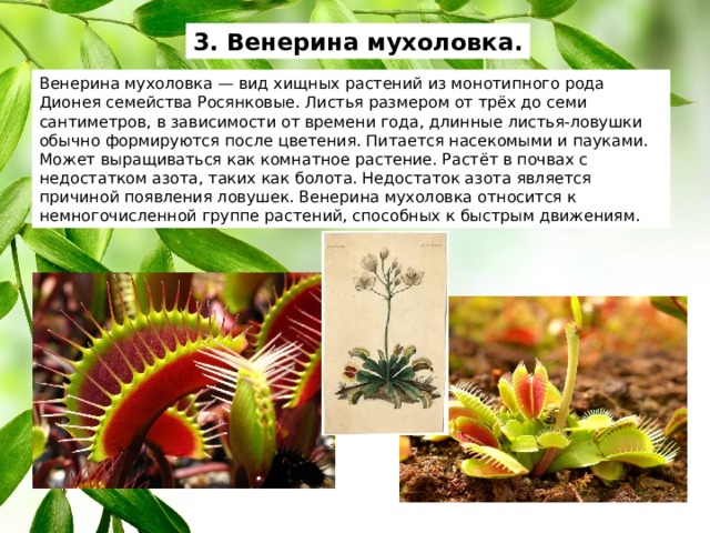 3. Венерина мухоловка. Венерина мухоловка — вид хищных растений из монотипного рода Дионея семейства Росянковые. Листья размером от трёх до семи сантиметров, в зависимости от времени года, длинные листья-ловушки обычно формируются после цветения. Питается насекомыми и пауками. Может выращиваться как комнатное растение. Растёт в почвах с недостатком азота, таких как болота. Недостаток азота является причиной появления ловушек. Венерина мухоловка относится к немногочисленной группе растений, способных к быстрым движениям. 