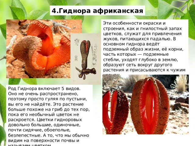 4.Гиднора африканская Эти особенности окраски и строения, как и гнилостный запах цветков, служат для привлечения жуков, питающихся падалью. В основном гиднора ведёт подземный образ жизни, её корни, часть которых — подземные стебли, уходят глубоко в землю, образуют сеть вокруг другого растения и присасываются к чужим корням. Род Гиднора включает 5 видов. Оно не очень распространено, поэтому просто гуляя по пустыни, вы его не найдёте. Это растение больше похоже на гриб до тех пор, пока его необычный цветок не раскроется. Цветки гидноровых довольно большие, одиночные, почти сидячие, обоеполые, безлепестные. А то, что мы обычно видим на поверхности почвы и называем цветком. 