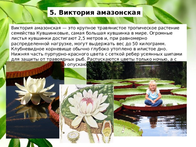 5. Виктория амазонская Виктория амазонская — это крупное травянистое тропическое растение семейства Кувшинковые, самая большая кувшинка в мире. Огромные листья кувшинки достигают 2,5 метров и, при равномерно распределенной нагрузке, могут выдержать вес до 50 килограмм. Клубневидное корневище обычно глубоко утоплено в илистое дно. Нижняя часть пурпурно-красного цвета с сеткой ребер усеянных шипами для защиты от травоядных рыб. Распускаются цветы только ночью, а с наступлением рассвета опускаются под воду. 