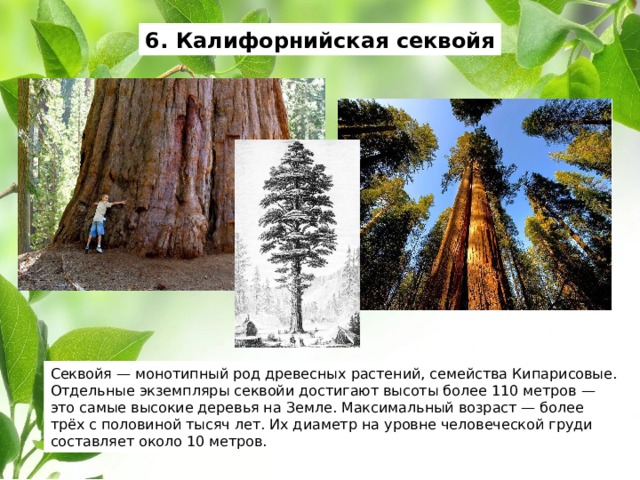 6. Калифорнийская секвойя Секвойя — монотипный род древесных растений, семейства Кипарисовые. Отдельные экземпляры секвойи достигают высоты более 110 метров — это самые высокие деревья на Земле. Максимальный возраст — более трёх с половиной тысяч лет. Их диаметр на уровне человеческой груди составляет около 10 метров. 