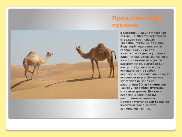 Представители пустыни В Северной Африке животное священно. Шерсть верблюдов отражает свет, спасая  «корабли пустынь» от жары. Воду верблюды запасают в горбах. У одних видов животного их два, а у прочих один. Наполнитель заключен в жир. При нехватке воды он расщепляется, высвобождая влагу. Когда запасы воды истощаются и в горбах, верблюды безошибочно находят источники влаги. Животные чувствуют их запах на расстоянии 60-ти километров. Также у «кораблей пустынь» отличное зрение. Движения верблюды замечают на расстоянии километра. Ориентируются среди барханов животные тоже за счет зрительной памяти. 