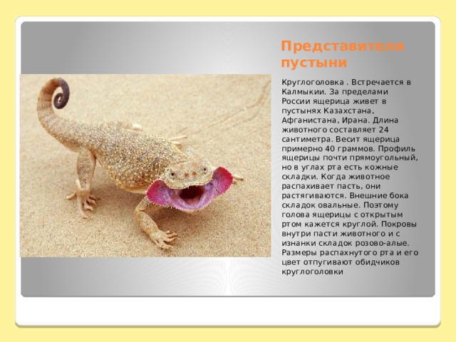 Представители пустыни Круглоголовка . Встречается в Калмыкии. За пределами России ящерица живет в пустынях Казахстана, Афганистана, Ирана. Длина животного составляет 24 сантиметра. Весит ящерица примерно 40 граммов. Профиль ящерицы почти прямоугольный, но в углах рта есть кожные складки. Когда животное распахивает пасть, они растягиваются. Внешние бока складок овальные. Поэтому голова ящерицы с открытым ртом кажется круглой. Покровы внутри пасти животного и с изнанки складок розово-алые. Размеры распахнутого рта и его цвет отпугивают обидчиков круглоголовки 