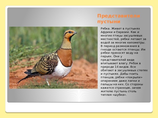 Представители пустыни Рябка. Живет в пустынях Африки и Евразии. Как и многие птицы засушливых местностей, рябки летают за водой за многие километры. В период размножения в гнезде остаются птенцы. Им рябки приносят воду на перьях. Они у представителей вида впитывают влагу. Рябок в природе 14 видов. Все обитают в засушливых степях и пустынях. Дабы поить птенцов, рябки «покрыли» оперением даже лапки и пальцы на них. Со стороны кажется странным, зачем жителю пустынь столь теплая «шубка». 