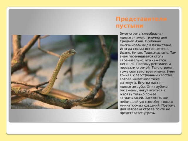 Представители пустыни Змея-стрела Ужеобразная ядовитая змея, типична для Средней Азии. Особенно многочислен вид в Казахстане. Иногда стрела встречается в Иране, Китае, Таджикистане. Там змея перемещается столь стремительно, что кажется летящей. Поэтому рептилию и прозвали стрелой. Тело стрелы тоже соответствует имени. Змея тонкая, с заостренным хвостом. Голова животного тоже вытянуты. Внутри пасти — ядовитые зубы. Они глубоко посажены, могут впиться в жертву только при ее заглатывании. Заглотить же небольшой уж способен только миниатюрных созданий. Поэтому для человека стрела почти не представляет угрозы. 