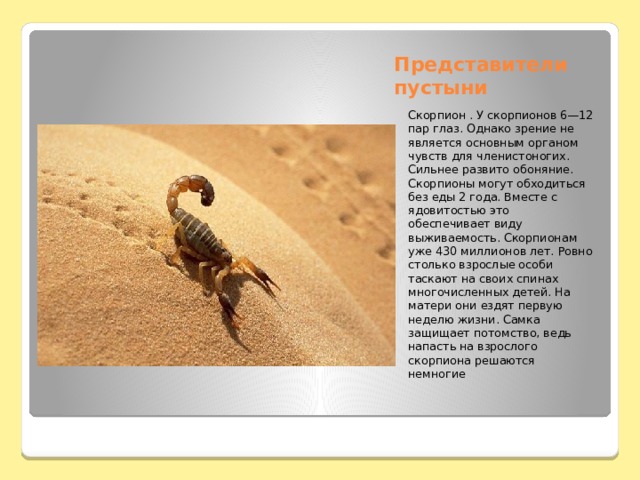 Представители пустыни Скорпион . У скорпионов 6—12 пар глаз. Однако зрение не является основным органом чувств для членистоногих. Сильнее развито обоняние. Скорпионы могут обходиться без еды 2 года. Вместе с ядовитостью это обеспечивает виду выживаемость. Скорпионам уже 430 миллионов лет. Ровно столько взрослые особи таскают на своих спинах многочисленных детей. На матери они ездят первую неделю жизни. Самка защищает потомство, ведь напасть на взрослого скорпиона решаются немногие 