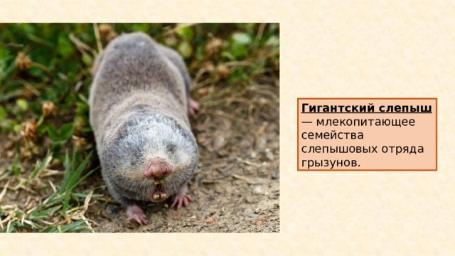 Гигантский слепыш — млекопитающее семейства слепышовых отряда грызунов. 