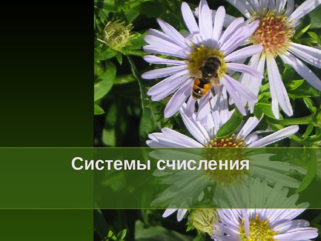 Системы счисления  