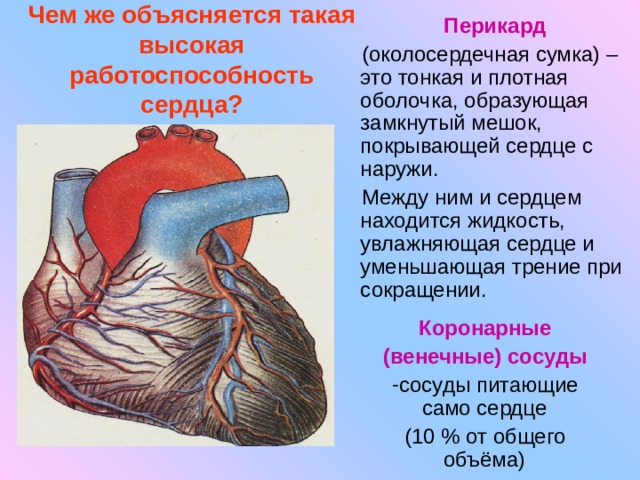 Перикард (околосердечная сумка) – это тонкая и плотная оболочка, образующая замкнутый мешок, покрывающей сердце с наружи. Между ним и сердцем находится жидкость, увлажняющая сердце и уменьшающая трение при сокращении. Чем же объясняется такая высокая работоспособность сердца? Коронарные (венечные) сосуды сосуды питающие само сердце (10 % от общего объёма) 