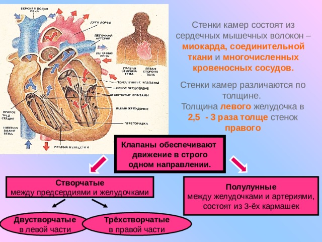 Стенки камер состоят из сердечных мышечных волокон – миокарда,  соединительной ткани и многочисленных кровеносных сосудов. Стенки камер различаются по толщине.  Толщина левого желудочка в 2,5 - 3 раза толще стенок правого Клапаны обеспечивают  движение в строго одном направлении. Створчатые между предсердиями и желудочками Полулунные между желудочками и артериями, состоят из 3-ёх кармашек  Двустворчатые в левой части Трёхстворчатые в правой части 