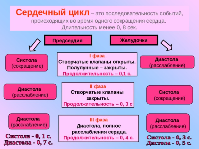 Сердечный цикл – это последовательность событий, происходящих во время одного сокращения сердца.  Длительность менее 0, 8 сек. Предсердия  Желудочки I фаза Створчатые клапаны открыты. Полулунные – закрыты. Продолжительность – 0,1 с. Систола  (сокращение)  Диастола  (расслабление) II фаза Створчатые клапаны закрыты. Продолжительность – 0, 3 с Диастола  (расслабление) Систола (сокращение)  Диастола  (расслабление) Диастола  (расслабление) III фаза Диастола, полное  расслабления сердца. Продолжительность – 0, 4 с. 