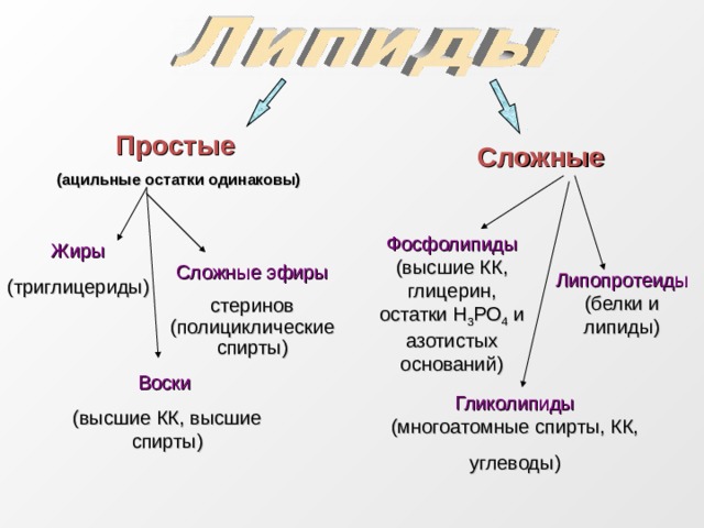 Простые (ацильные остатки одинаковы) Сложные Фосфолипиды (высшие КК, глицерин, остатки H 3 PO 4 и азотистых оснований) Жиры (триглицериды) Сложные эфиры стеринов (полициклические спирты) Липопротеиды (белки и липиды) Воски (высшие КК, высшие спирты) Гликолипиды (многоатомные спирты, КК, углеводы) 