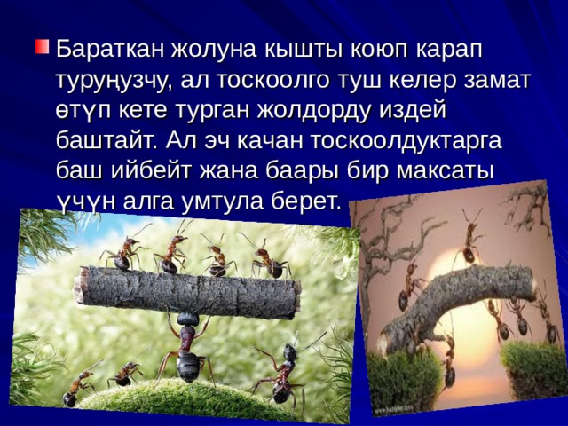 Бараткан жолуна кышты коюп карап туруңузчу, ал тоскоолго туш келер замат өтүп кете турган жолдорду издей баштайт. Ал эч качан тоскоолдуктарга баш ийбейт жана баары бир максаты үчүн алга умтула берет. 