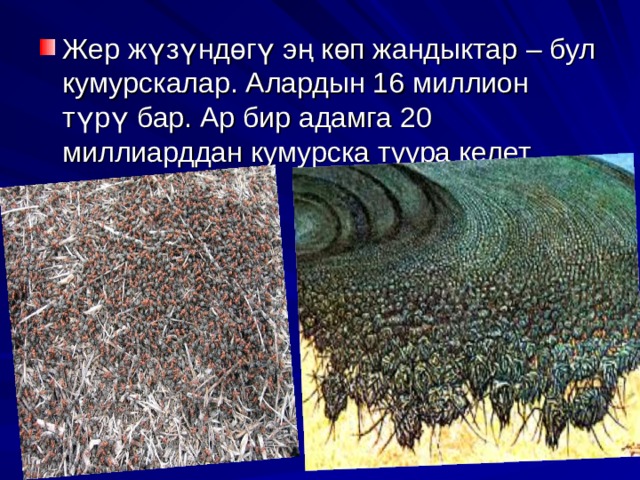 Жер жүзүндөгү эң көп жандыктар – бул кумурскалар. Алардын 16 миллион түрү бар. Ар бир адамга 20 миллиарддан кумурска туура келет. 