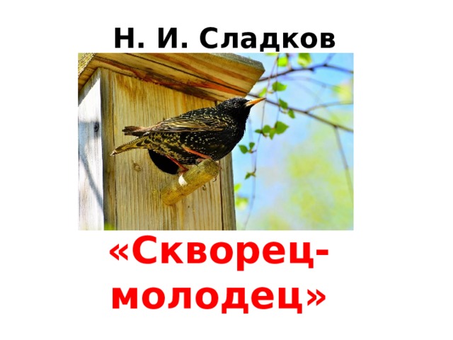 Н. И. Сладков «Скворец-молодец» 