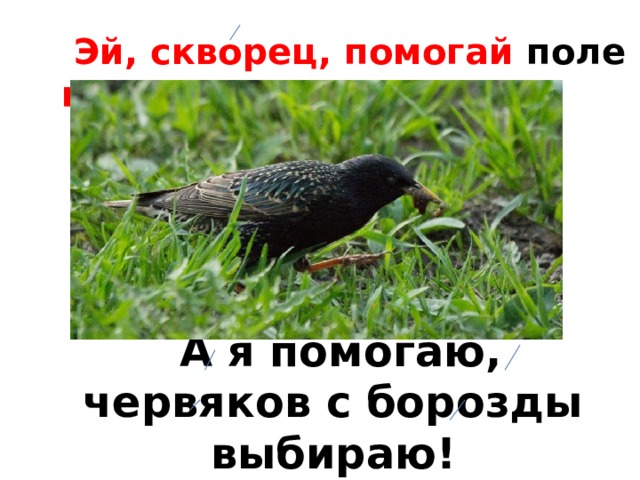  Эй, скворец, помогай поле пахать!  А я помогаю, червяков с борозды выбираю! 