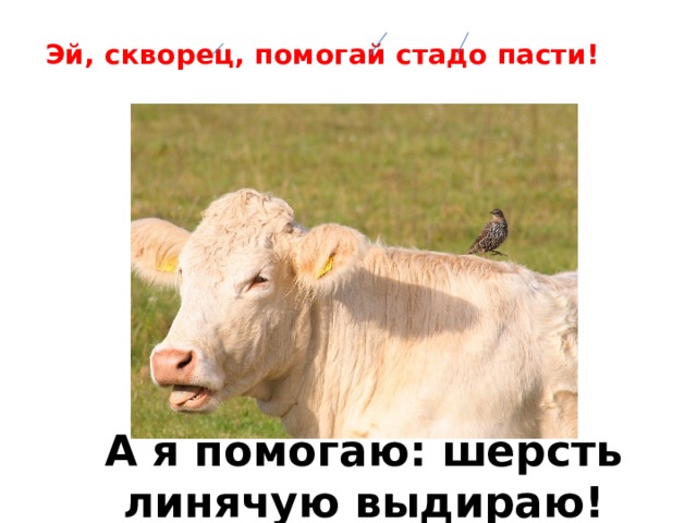 Эй, скворец, помогай стадо пасти! А я помогаю: шерсть линячую выдираю! 