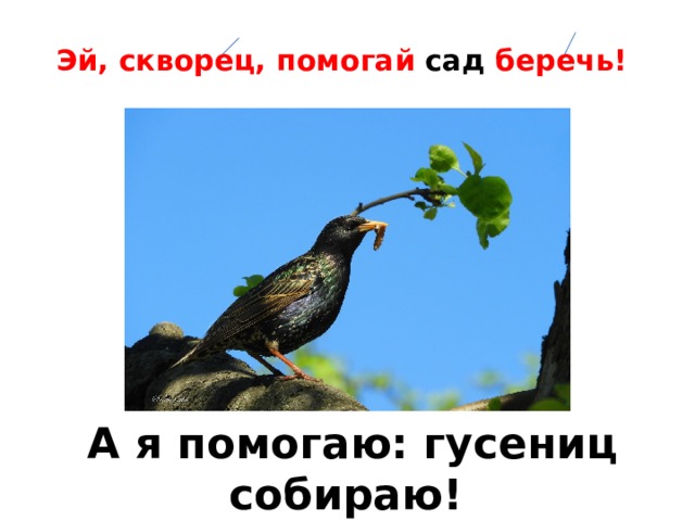 Эй, скворец, помогай сад беречь!  А я помогаю: гусениц собираю! 