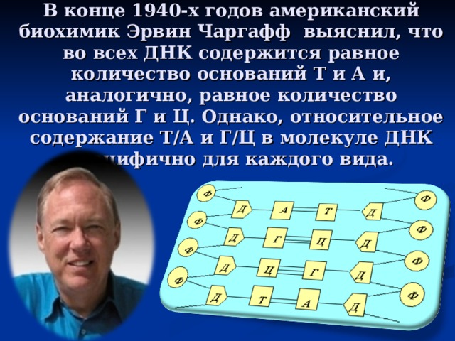 В конце 1940-х годов американский биохимик Эрвин Чаргафф  выяснил, что во всех ДНК содержится равное количество оснований Т и А и, аналогично, равное количество оснований Г и Ц. Однако, относительное содержание Т/А и Г/Ц в молекуле ДНК специфично для каждого вида. 