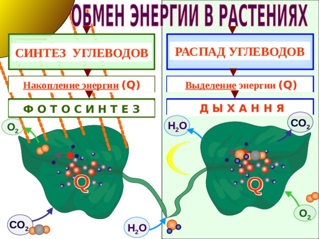 РАСПАД УГЛЕВОДОВ СИНТЕЗ УГЛЕВОДОВ  Выделение энергии  ( Q ) Накопление энергии  ( Q )  Д Ы Х А Н Н Я Ф О Т О С И Н Т Е З СО 2 Н 2 О О 2 О 2 СО 2 Н 2 О