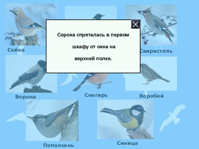 Сорока спряталась в первом   шкафу от окна на  верхней полке. Сойка Свиристель Сорока Снегирь Воробей Ворона Синица Поползень