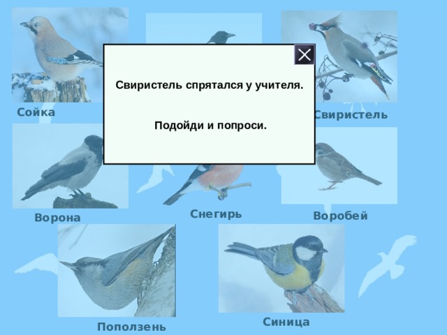Свиристель спрятался у учителя.    Подойди и попроси. Сойка Свиристель Сорока Снегирь Воробей Ворона Синица Поползень