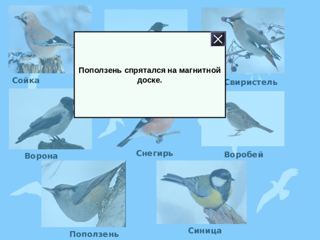 Поползень спрятался на магнитной доске. Сойка Свиристель Сорока Снегирь Воробей Ворона Синица Поползень