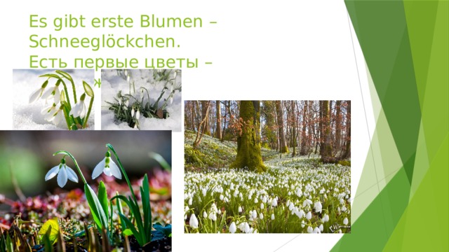 Es gibt erste Blumen – Schneeglöckchen.  Есть первые цветы – подснежники. 