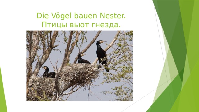 Die Vögel bauen Nester.  Птицы вьют гнезда. 