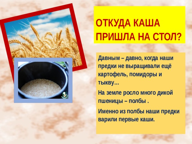   ОТКУДА КАША ПРИШЛА НА СТОЛ? Давным – давно, когда наши предки не выращивали ещё картофель, помидоры и тыкву… На земле росло много дикой пшеницы – полбы . Именно из полбы наши предки варили первые каши.  