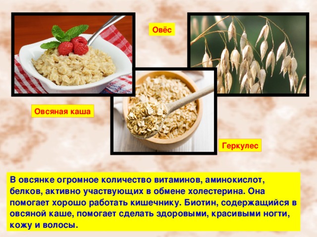 Овёс Овсяная каша Геркулес В овсянке огромное количество витаминов, аминокислот, белков, активно участвующих в обмене холестерина. Она помогает хорошо работать кишечнику. Биотин, содержащийся в овсяной каше, помогает сделать здоровыми, красивыми ногти, кожу и волосы. 