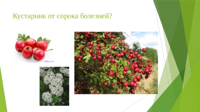 Кустарник от сорока болезней? 