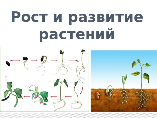 Рост и развитие растений  