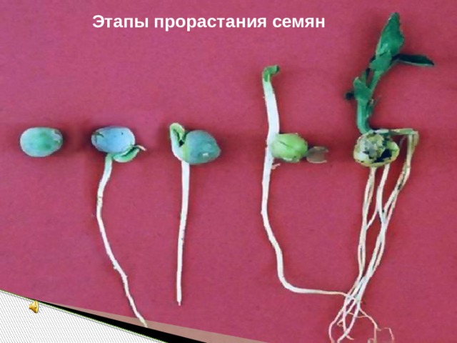Этапы прорастания семян 