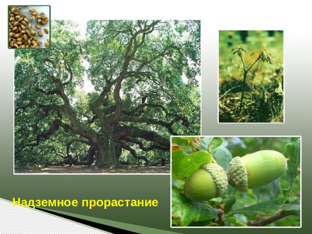 Надземное прорастание 