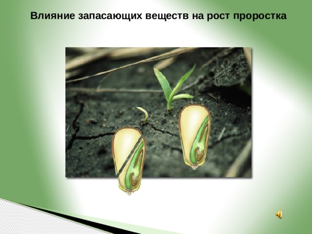 Влияние запасающих веществ на рост проростка 