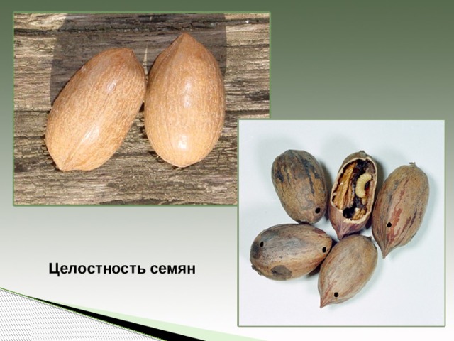 Целостность семян 