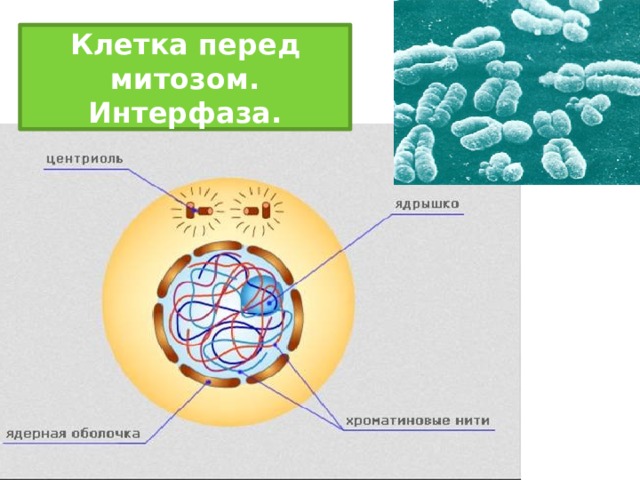 Клетка перед митозом. Интерфаза. 