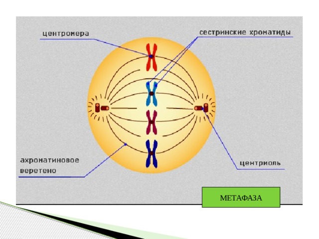 МЕТАФАЗА 