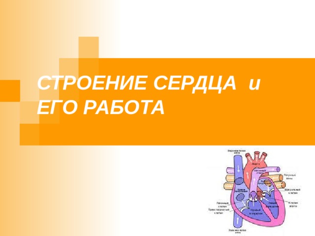 СТРОЕНИЕ СЕРДЦА и  ЕГО РАБОТА 