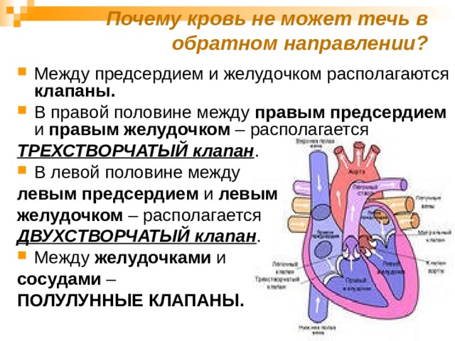 Почему кровь не может течь в обратном направлении? Между предсердием и желудочком располагаются клапаны. В правой половине между правым предсердием и правым желудочком – располагается ТРЕХСТВОРЧАТЫЙ клапан . В левой половине между левым предсердием и левым желудочком – располагается ДВУХСТВОРЧАТЫЙ клапан . Между желудочками и сосудами – ПОЛУЛУННЫЕ КЛАПАНЫ. 