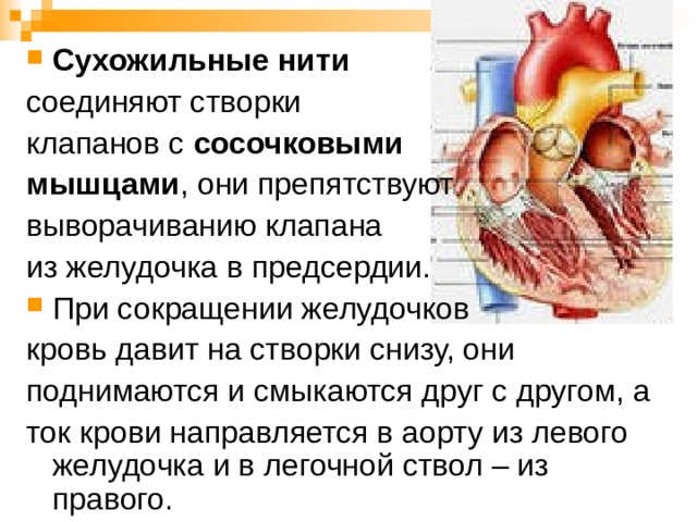 Сухожильные нити  соединяют створки клапанов с сосочковыми мышцами , они препятствуют выворачиванию клапана из желудочка в предсердии. При сокращении желудочков кровь давит на створки снизу, они поднимаются и смыкаются друг с другом, а ток крови направляется в аорту из левого желудочка и в легочной ствол – из правого. 