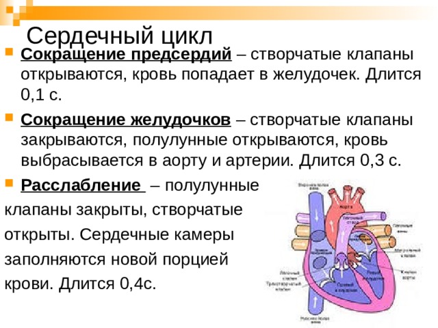 Сердечный цикл Сокращение предсердий – створчатые клапаны открываются, кровь попадает в желудочек. Длится 0,1 с. Сокращение желудочков – створчатые клапаны закрываются, полулунные открываются, кровь выбрасывается в аорту и артерии. Длится 0,3 с. Расслабление – полулунные клапаны закрыты, створчатые открыты. Сердечные камеры заполняются новой порцией крови. Длится 0,4с. 