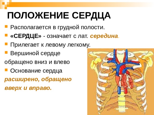 ПОЛОЖЕНИЕ СЕРДЦА Располагается в грудной полости. «СЕРДЦЕ» - означает с лат. середина . Прилегает к левому легкому. Вершиной сердце обращено вниз и влево Основание сердца расширено, обращено вверх и вправо. 