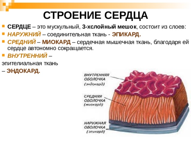СТРОЕНИЕ СЕРДЦА СЕРДЦЕ – это мускульный, 3-хслойный мешок , состоит из слоев: НАРУЖНИЙ  – соединительная ткань - ЭПИКАРД. СРЕДНИЙ – МИОКАРД  – сердечная мышечная ткань, благодаря ей сердце автономно сокращается. ВНУТРЕННИЙ  – эпителиальная ткань – ЭНДОКАРД.  
