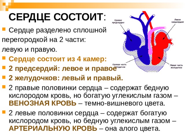 СЕРДЦЕ СОСТОИТ : Сердце разделено сплошной перегородкой на 2 части: левую и правую. Сердце состоит из 4 камер: 2 предсердий: левое и правое 2 желудочков: левый и правый. 2 правые половинки сердца – содержат бедную кислородом кровь, но богатую углекислым газом – ВЕНОЗНАЯ КРОВЬ  – темно-вишневого цвета. 2 левые половинки сердца – содержат богатую кислородом кровь, но бедную углекислым газом – АРТЕРИАЛЬНУЮ КРОВЬ  – она алого цвета. 