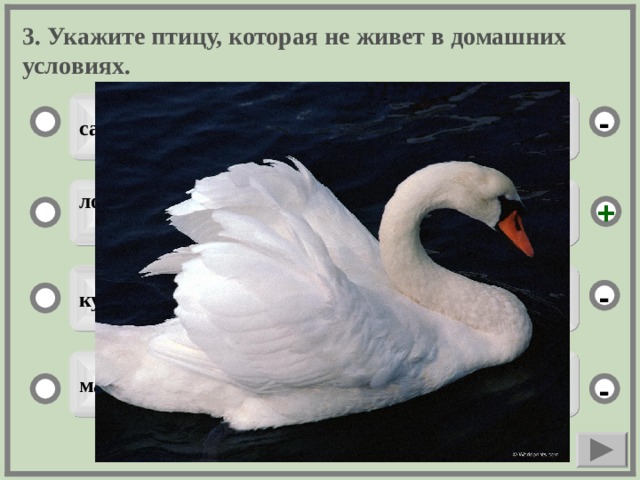 3. Укажите птицу, которая не живет в домашних условиях. сараз - локсти  + курка - маци -  